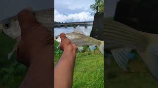 കാത്തിരുന്നത് വെറുതേ ആയില്ല | Fishing in Aluva River