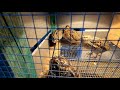 jak zacząć hodowlę przepiórki poradnik abc hodowli cz.1 1 quail farming