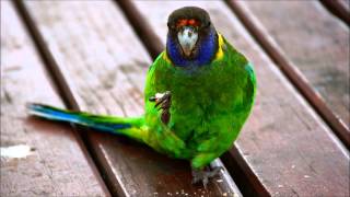 Australian Ringneck parrot, Seagulls