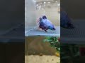 betta balığı bettafish beta betta