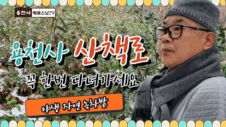 자연을 품은 용천사 산책로 1편 자연녹차밭