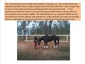 thoroughbred mare fly her story of survival.