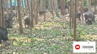 শুকরের বাতান। শুকরের পাল।শুকর চড়ানো