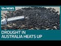 Australian farmers struggle to keep cattle alive as drought hits | ITV News