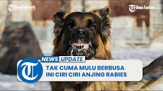 Tak Cuma Mulut Berbusa Ini Ciri Ciri Anjing Rabies, Ini Ciri Ciri Anjing Rabies Menurut Dinkes