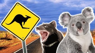 Australian Animals | Animals for Kids | Weird Wild Animals