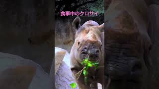 広島市安佐動物公園のクロサイのサキちゃんが食事中の様子 #shorts