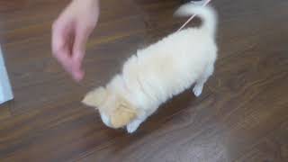 くるみちゃんリード慣れ☆犬のようちえん高槻教室