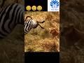 Zebra saving cub from lion ☺️☺️ | 💥💥 Wonderful Animal Kingdom 57 💥💥 #short #trending #shorts