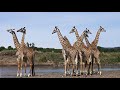 How to tell if a giraffe is male or female