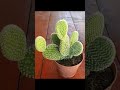 Grafting  2 different opuntia