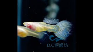 12/5【DC短鯛坊】黃尾玻璃肚白子孔雀魚