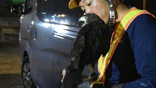 タカで害鳥駆除　ムクドリ追い払い作戦　愛知・豊橋