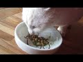 めかぶ納豆を食べる猫