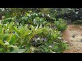 butterfly park. ശലഭോദ്യാനം