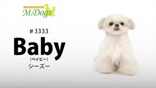 ペットモデル#3333 シーズー「Baby(ベイビー)」