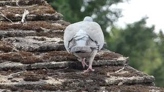 Вяхирь   Columba palumbus