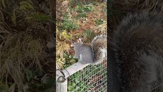 NYのリスさん #squirrel #リス #cute #ニューヨーク #animals #癒し #ニューヨーク #かわいい動物 #newyork #manhattan