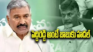 పెద్దిరెడ్డి అంటే బాబుకు హడల్