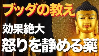 【ブッダの教え】腹が立って仕方がない時に！この方法を知っていれば、怒りとは無縁の境涯が手に入る！