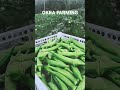 Grow Okra and harvest every 2 days