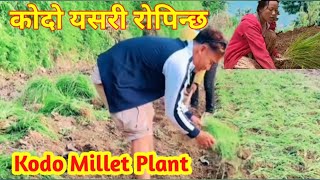 कोदो यसरी रोपिन्छ✅Kodo Yasari Ropinchha॥ Kodo Millet Plant