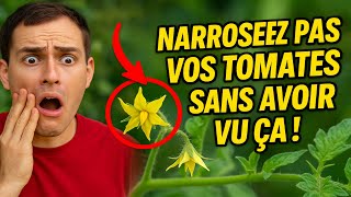 Narrosez pas vos tomates sans avoir vu ça ! 💧 7 raisons pourquoi elles ne donnent que des fleurs.
