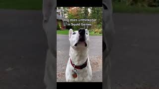 Funny Cats😹and Dogs 🐶 - Awesome Pet Animals Videos 😍 #shorts #2021