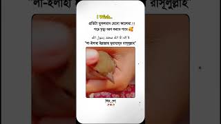 দেখুনতো এই পাখিটা কি চিনতে পারেন কিনা #wowclassic #amazing #sad #love