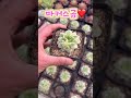 이쁨 가득 민이네다육 국민다육들❤️ 방문시 1 500원 택배시 2 000원 plants succulent cactus 국민다육 민이네다육 010 6863 0625