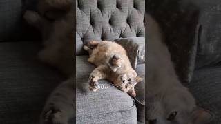 ヘソ天で寝るおでぶセリーナ（Selina）#ねこ動画 #猫 #shorts #ねこのいる生活 #cat #gatos