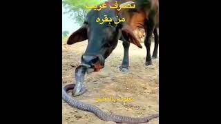 تصرف غريب من بقره تداعب الأفعى بلسانها دون خوف#animals #attack #snake #cow