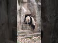 short legged panda hehua