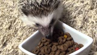 ハリネズミ 餌やり　hedgehog feeding