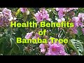 Health Benefits of Banaba (Scientific name Lagerstroemia Speciosa)