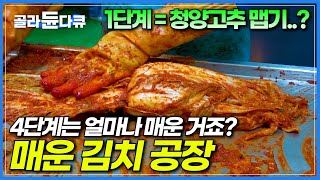 독하게 매운맛🥵김치 들어보셨나요..? 요즘 유행이라는 매운 김치! 매워도 너무 매워서 만들 때부터 눈물 콧물 쏙 빼는 ‘매운 김치 공장’│음식 공장│극한직업│#골라듄다큐