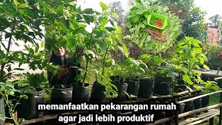 serunya berkebun, panen bayam liar yang tumbuh sendiri -pekarangan rumah jadi sumber pangan