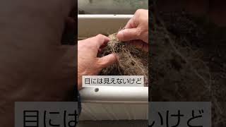 1/14ミニトマトの根の確認　連作障害の原因はこれ❗