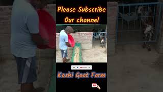 बरसात में बकरी पालको को क्या क्या खिलाना चाहिए l #goatfarming #farming #kashigaotfarm