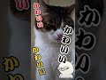 あざとすぎる猫　 ねこ ねこ動画 shorts