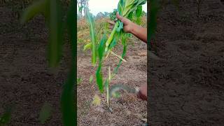 Corn plant ☘️ 🌵 Harvesting Techniques! 🌽🚜 #HarvestSeason #CornFarming #AgriTech\