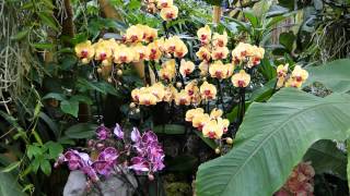 Netherlands: The Floriade in Venlo 2012 - Tropical Treasures