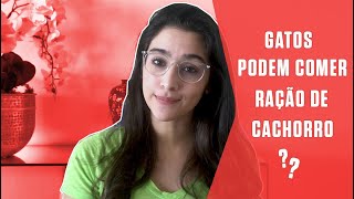 Gatos podem comer ração de cachorro? | SUPER Responde