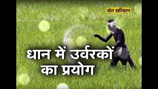 खेत खलिहान - धान में उर्वरकों का प्रयोग