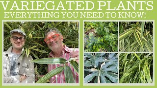Variegated plants: everything you ever wanted to know ...and then some!