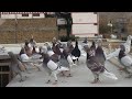 New young birds of 2023 / Jaffaro pigeons / Quetta pigeons / July 20 2023