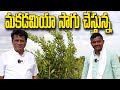 Macadamia Nuts Cultivation | మకడమియా సాగు | రైతు బడి