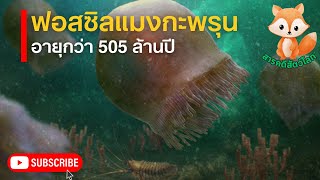 พบฟอสซิลแมงกะพรุน อายุกว่า 505 ล้านปี ฟอสซิลแมงกะพรุนดึกดำบรรพ์ ที่แคนนาดา