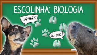 ESCOLINHA DOS PEQUENOS PRÍNCIPES - AULA DE BIOLOGIA🐸