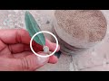 how to propagate olive tree